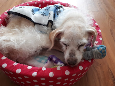 Cachorro descansando en su cama