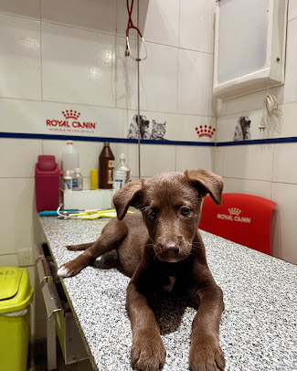 Cachorro en la camilla de atención
